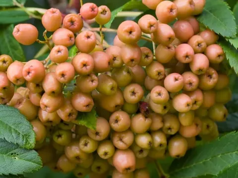 Madeiran rowan
