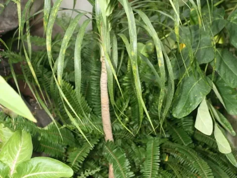Dracaena