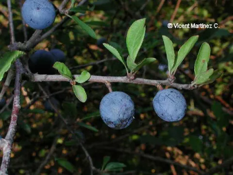 Rambur plum