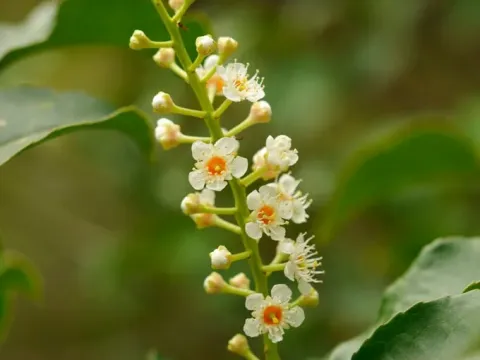Вишня азорська