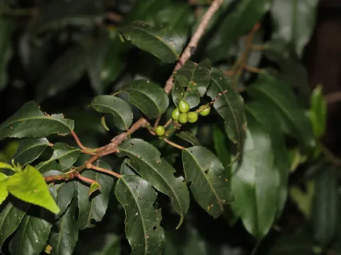 Portuguese laurel