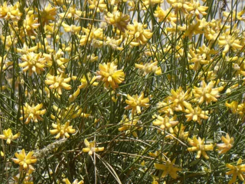 Genista umbellata