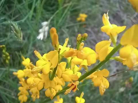 Genista micrantha