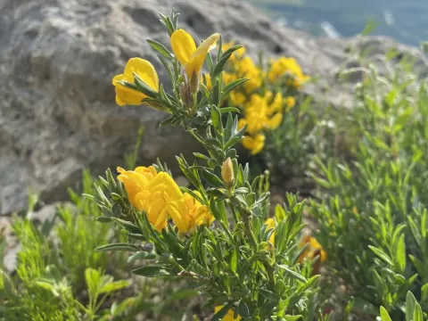 Genista albida