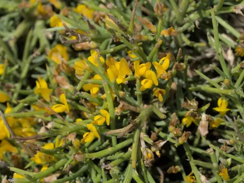 Genista acanthoclada