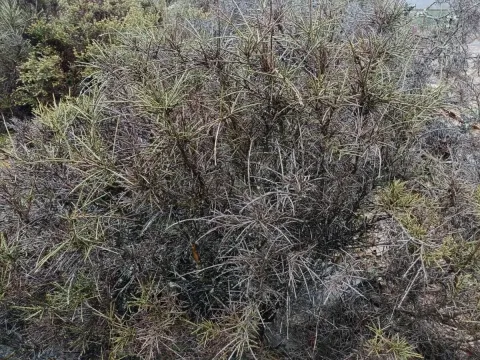Spiny broom