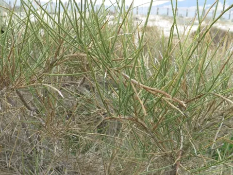 Salzmann's broom