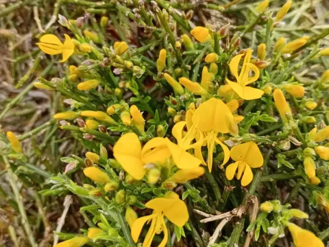Genista legionensis
