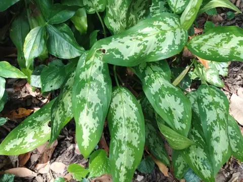 Aglaonema