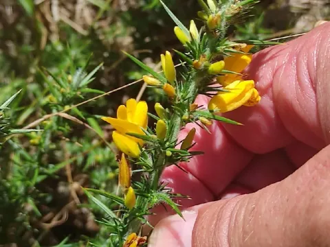 Ulex breoganii