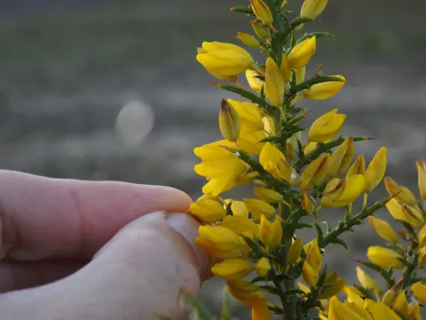 Southern gorse