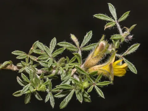 Lotononis lupinifolia