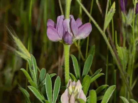 Spanish lupin