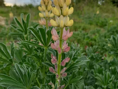 Gredos lupine