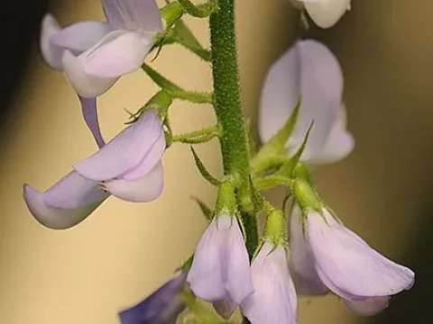 Galega cirujanoi