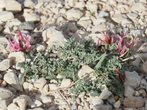 Astragalus incanus
