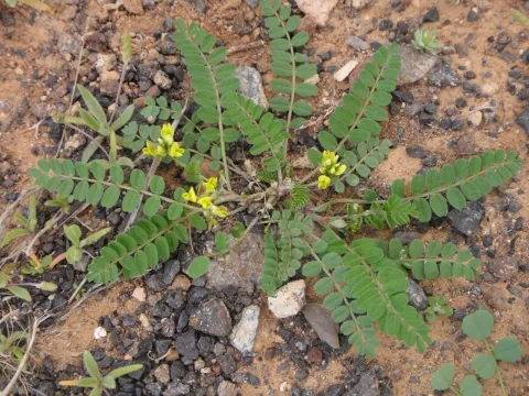 Solander's Milk-vetch