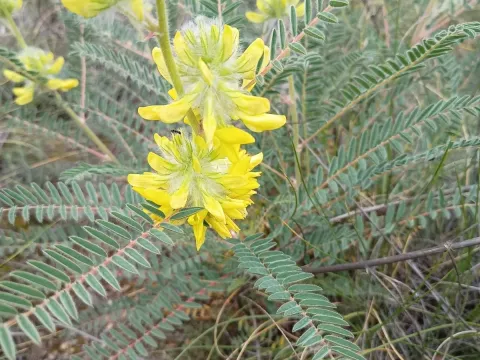 Astragalus alopecuroides