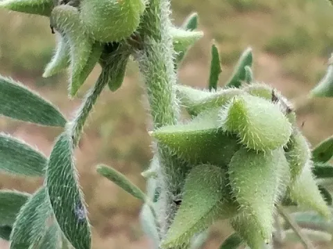 Astragalus epiglottis