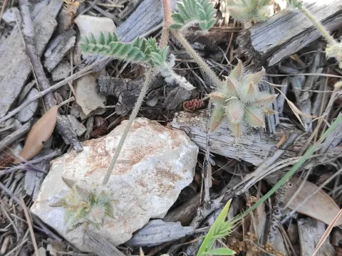 Star milkvetch