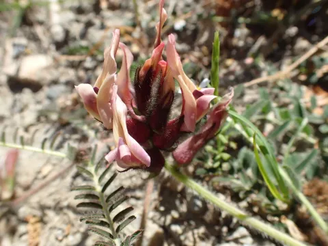 Astragalus haarbachii