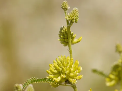 Astragalus ponticus