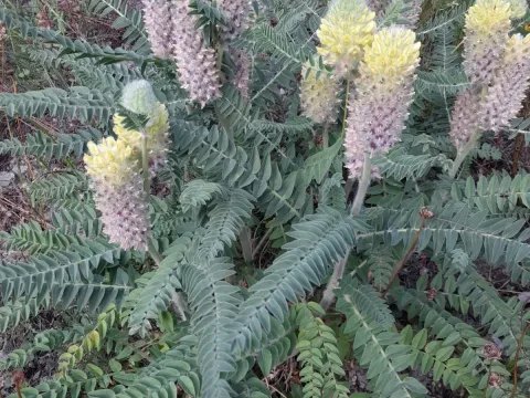 Astragalus alopecurus