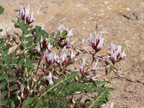 Maritime milkvetch