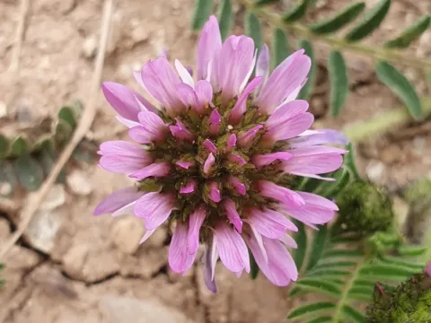 Astragalus glaux