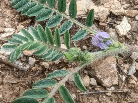Sesame milkvetch