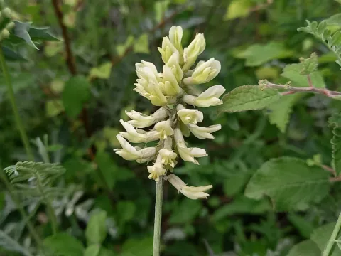 Astragalus odoratus