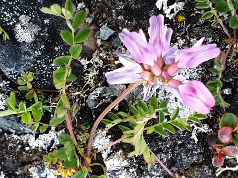 Norwegian milkvetch