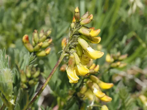 Pendulous-flowered milkvetch