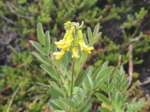Astragalus frigidus