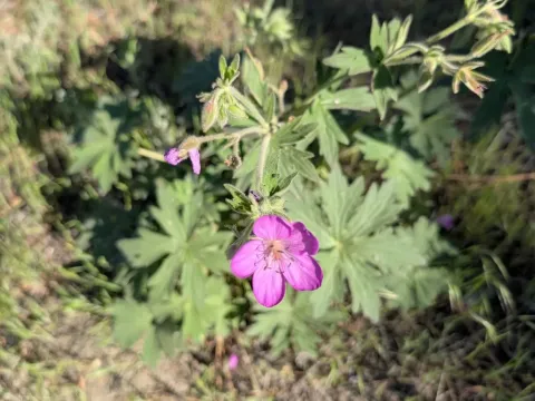 Sticky purple geranium