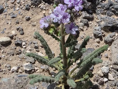 Phacelia integrifolia