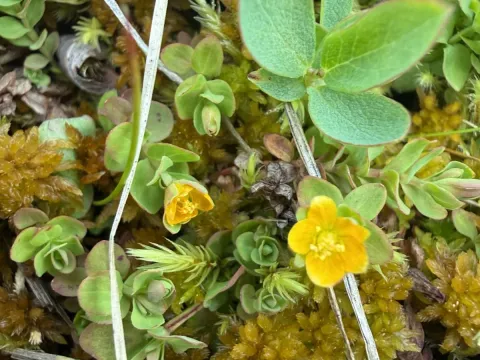 Bog St. John's wort