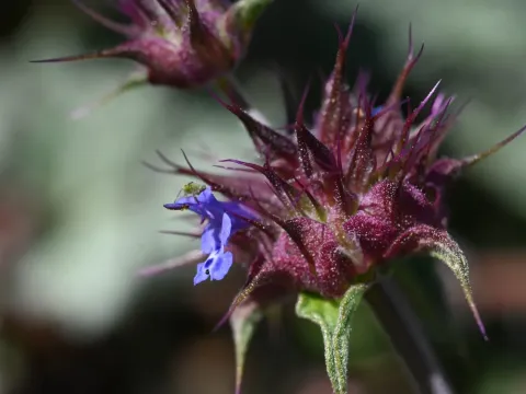 Chia sage