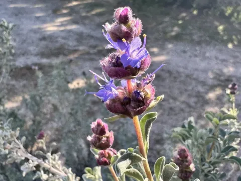 Salvia dorrii