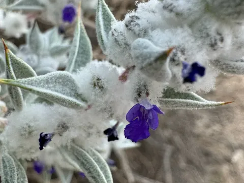 Death Valley sage