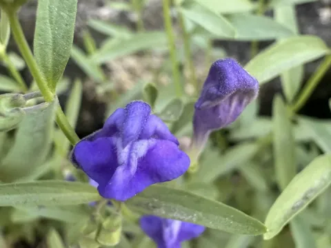 Scutellaria siphocampyloides