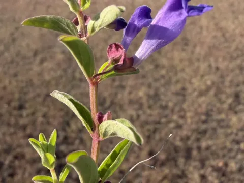 Narrow-leaf skullcap