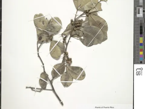 Zanthoxylum bifoliolatum