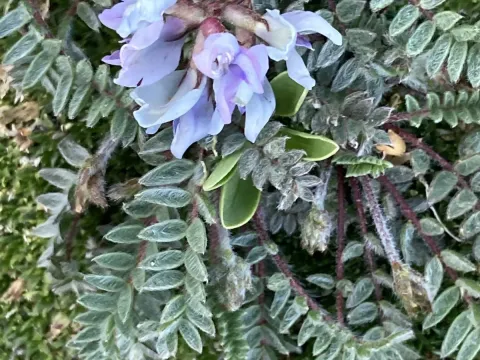Swiss locoweed