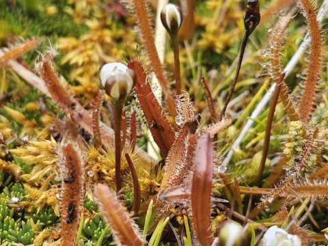 Sundew