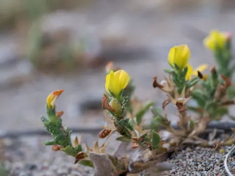 Variegated Restharrow