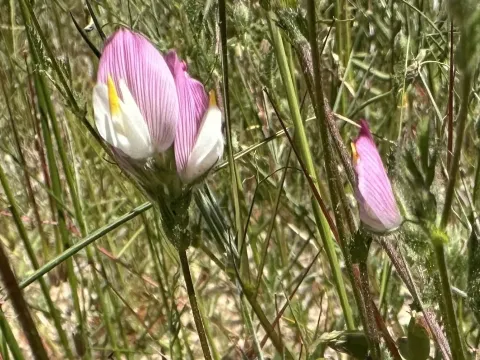 Ononis broteriana