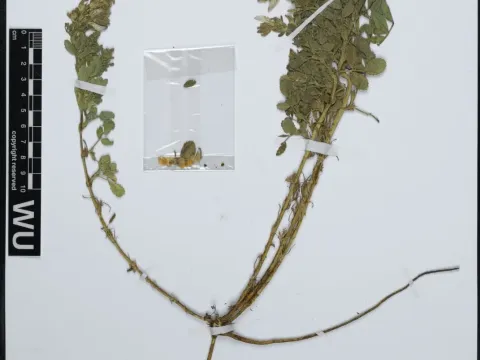 Ononis cossoniana