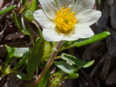 Dryas
