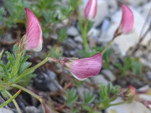 Crested restharrow